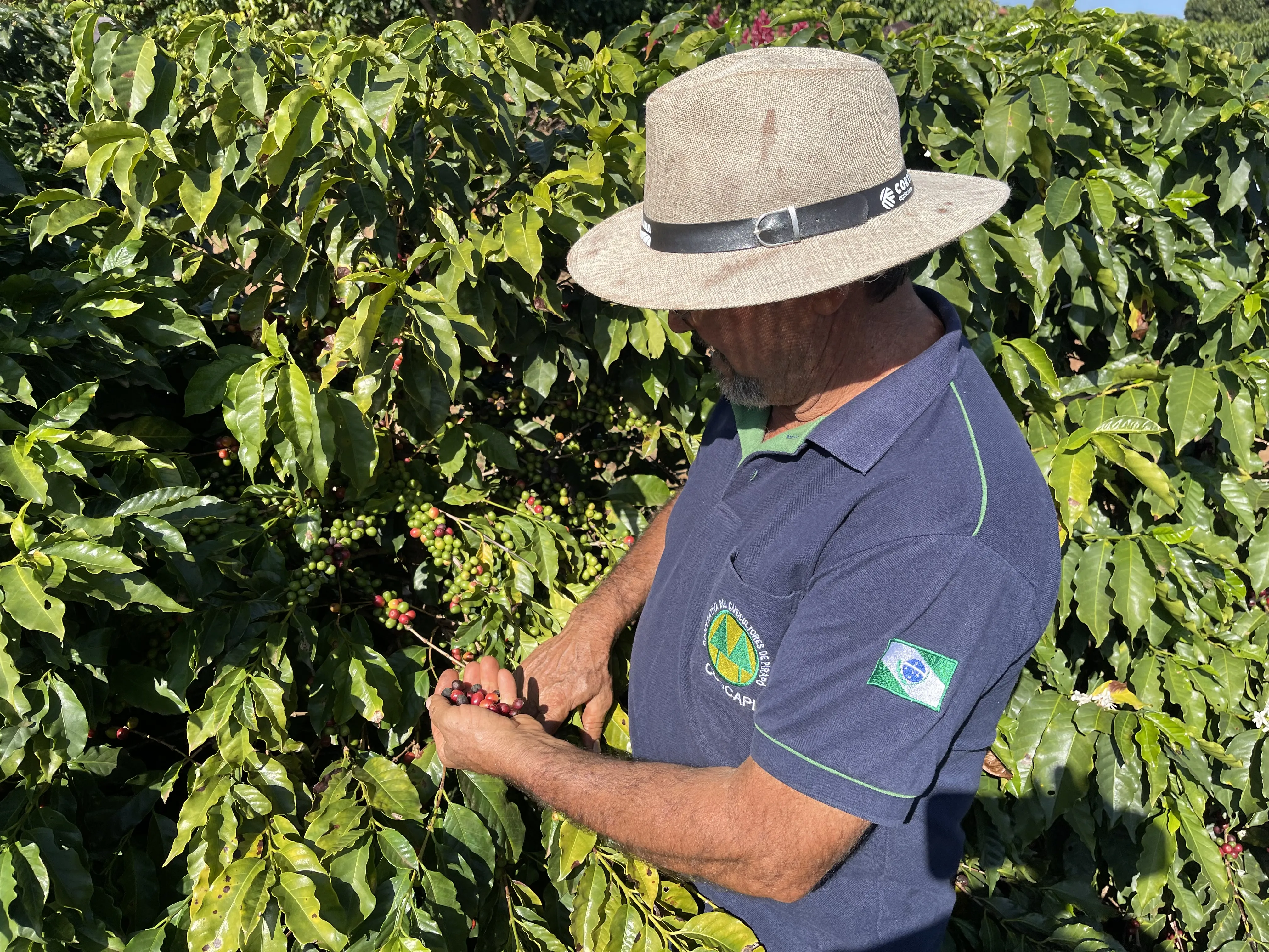 Nilton Fornaciari, presidente da Cooperativa dos Cafeicultores do Pirapó
