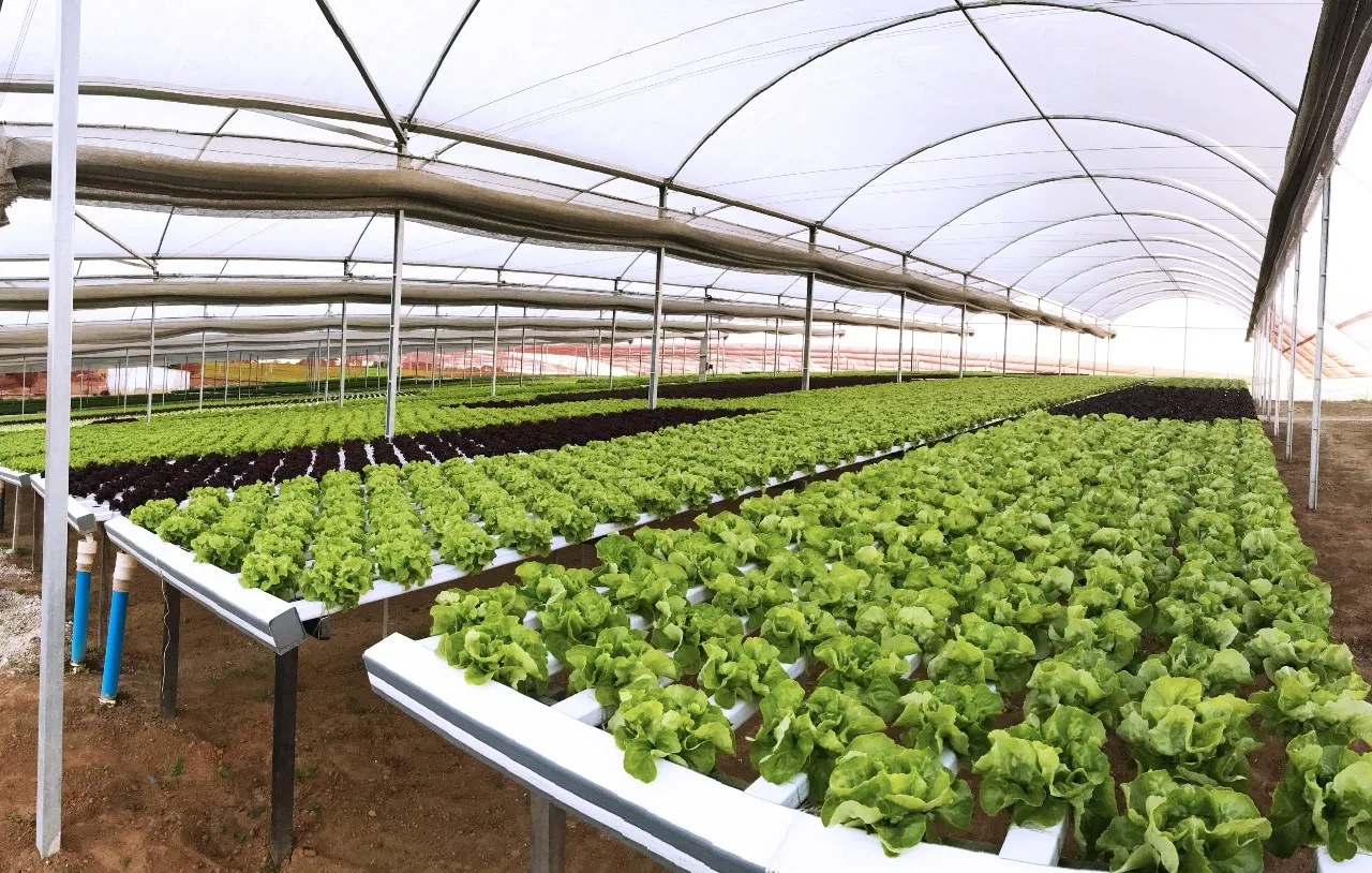 O projeto prevê a instalação de oito estufas completas e operacionais em propriedades distintas de agricultores