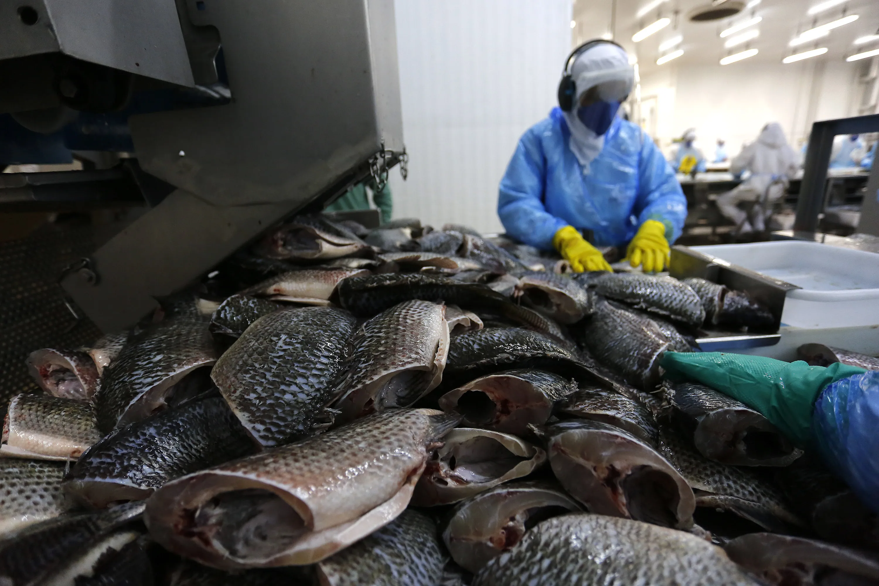 Palotina - 09-10-2020 - Cooperativa Copacol - Abate de Tilapia  - Foto : Jonathan Campos / AEN