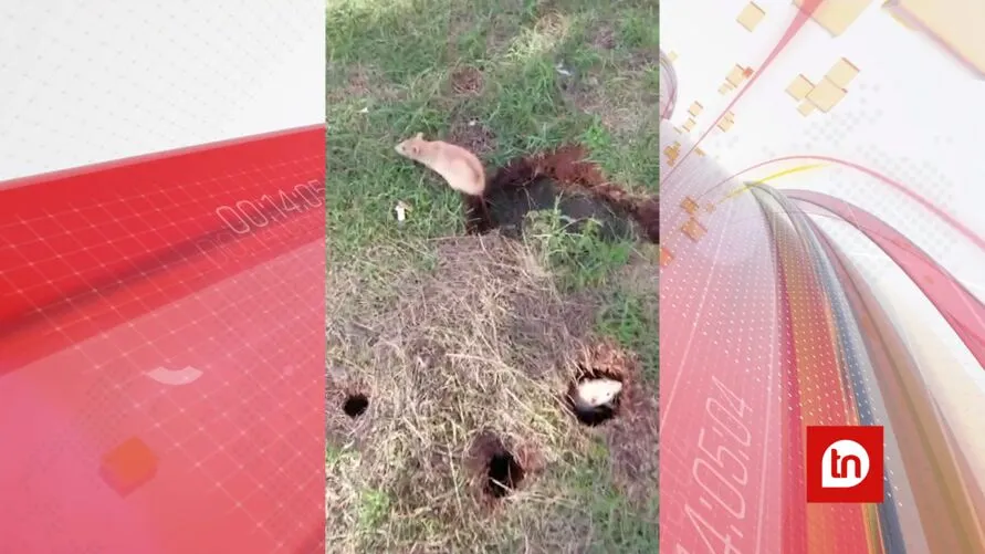 Presença de ratos chamou atenção de moradores de Apucarana em frente ao Terminal