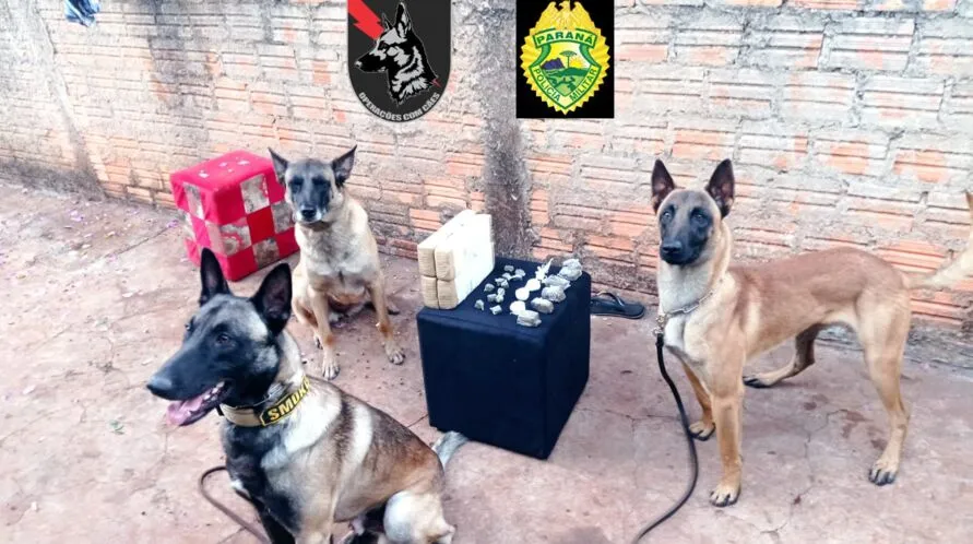 Seis mandados de busca e apreensão foram cumpridos