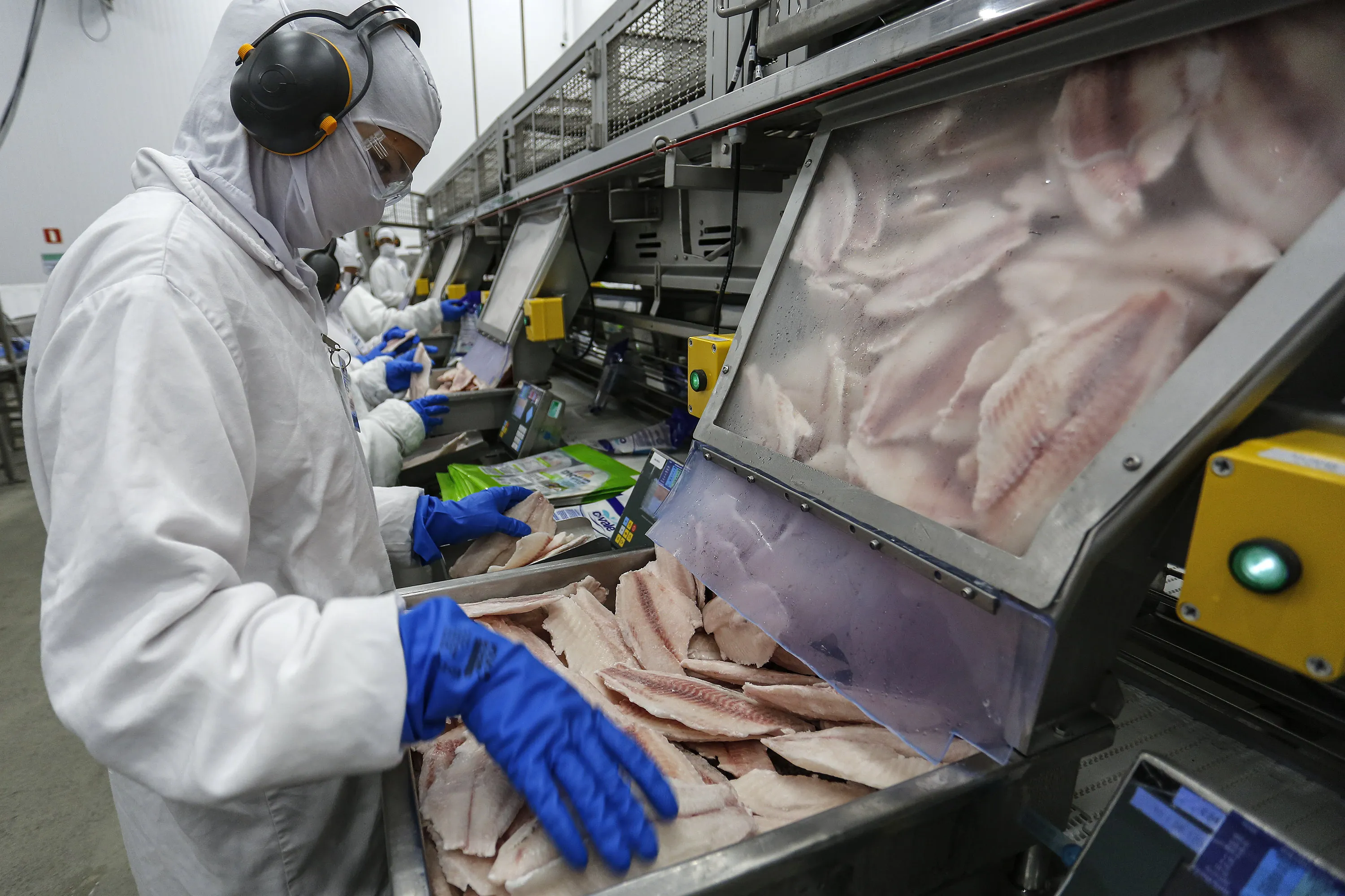 Palotina - 10-10-2020 - Cooperativa C Vale - Industria de Aves e Tilapia  - Foto : Jonathan Campos / AEN