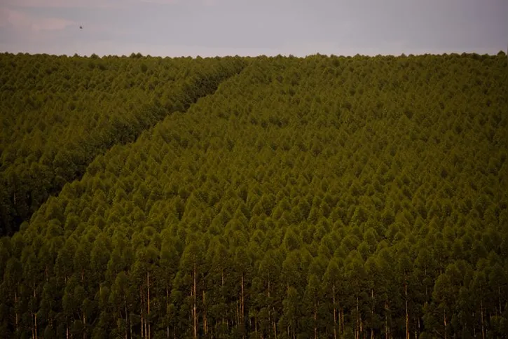 Imagem ilustrativa da imagem Produção florestal do país cresce 16,7% e chega a R$ 44,3 bi em 2024
