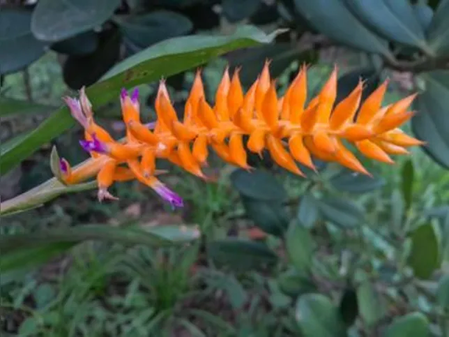 Imagem ilustrativa da imagem Espécie nova de bromélia floresce no Jardim Botânico do Rio