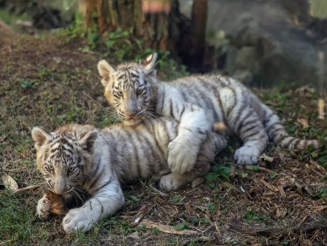 Imagem ilustrativa da imagem O ano de 2025 pelas lentes da Agência Brasil
