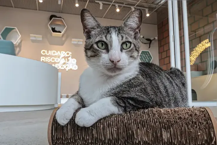 Imagem ilustrativa da imagem Convívio com animais e ações educativas ensinam a combater violência