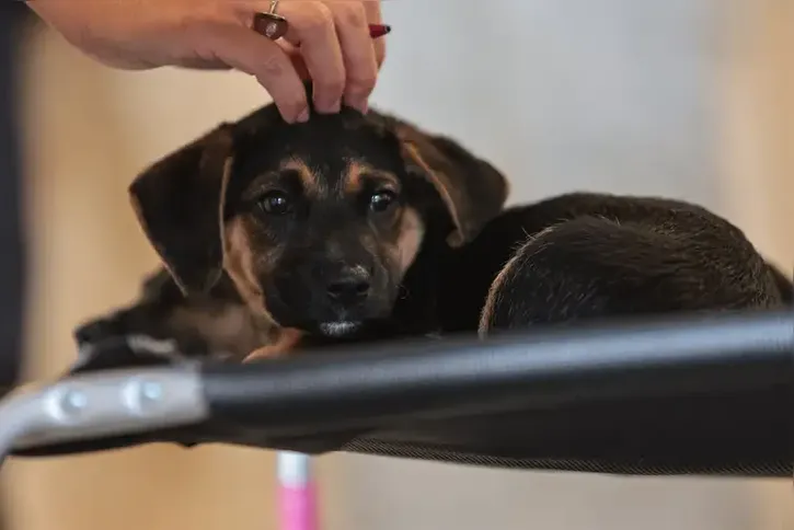 Imagem ilustrativa da imagem Convívio com animais e ações educativas ensinam a combater violência