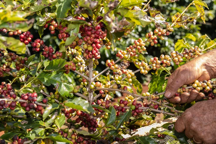 Imagem ilustrativa da imagem Faturamento do café tem alta de 66% em Apucarana e região