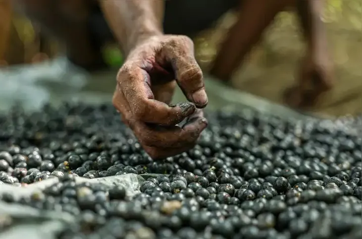 Imagem ilustrativa da imagem Produção florestal no país alcança recorde de R$ 47,9 bilhões em 2025
