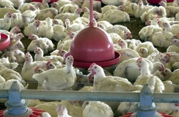 Imagem ilustrativa da imagem UE suspende carnes do Brasil; entenda impacto e próximos passos