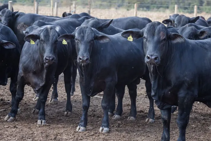 Imagem ilustrativa da imagem Produção de leite bate recorde mesmo com redução de vacas ordenhadas