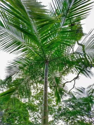 Imagem ilustrativa da imagem Jardim Botânico do RJ promove a Semana da Mata Atlântica