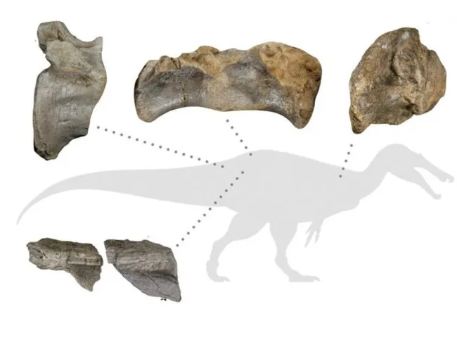 Imagem ilustrativa da imagem Cientistas acham restos do maior carnívoro que já existiu na Europa