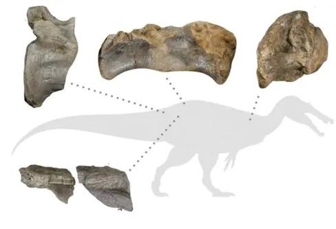 Imagem descritiva da notícia Cientistas acham restos do maior carnívoro que já existiu na Europa