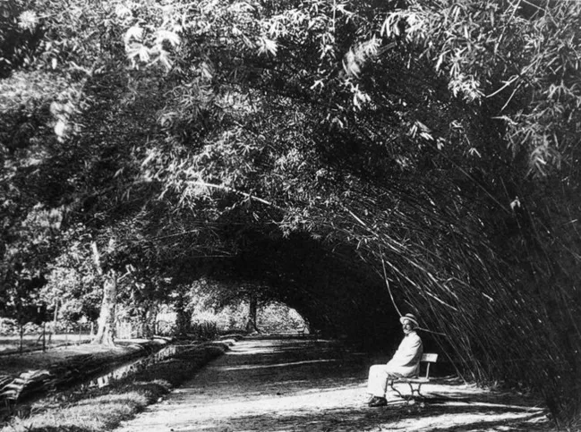 Imagem ilustrativa da imagem Acervo fotográfico do Jardim Botânico do Rio será revitalizado