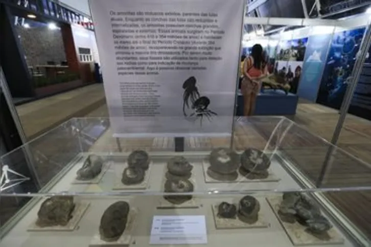 Imagem ilustrativa da imagem Mostra na UNB exibe fósseis de mais de 90 milhões de anos