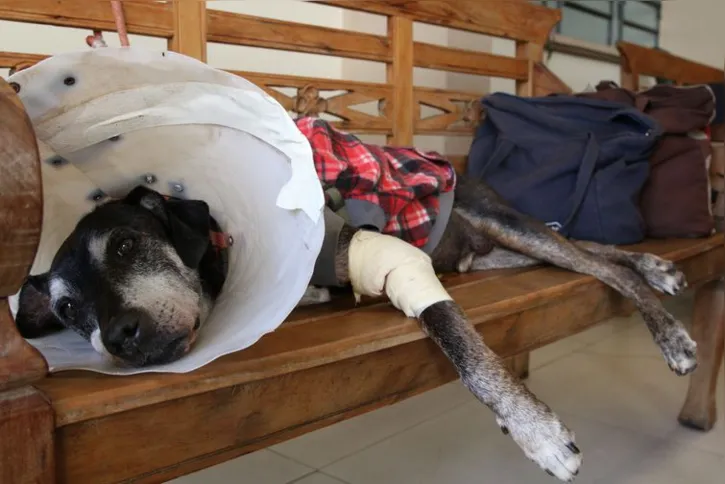 Imagem ilustrativa da imagem São Paulo inaugura nova unidade de hospital veterinário público