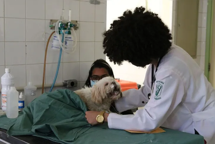 Imagem ilustrativa da imagem São Paulo inaugura nova unidade de hospital veterinário público