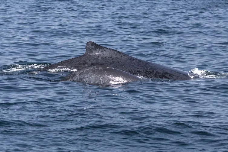 Imagem descritiva da notícia Costa fluminense é corredor migratório de baleias-jubarte