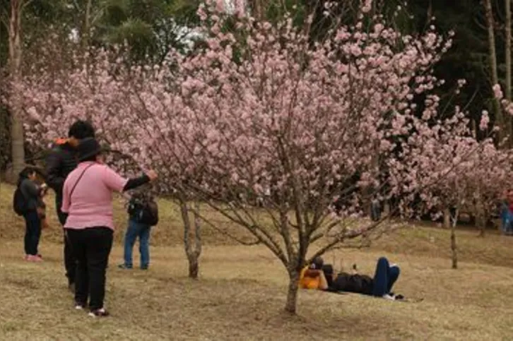 Imagem ilustrativa da imagem Festa das Cerejeiras retoma formato presencial