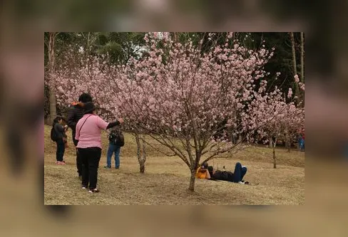 Imagem descritiva da notícia Festa das Cerejeiras retoma formato presencial