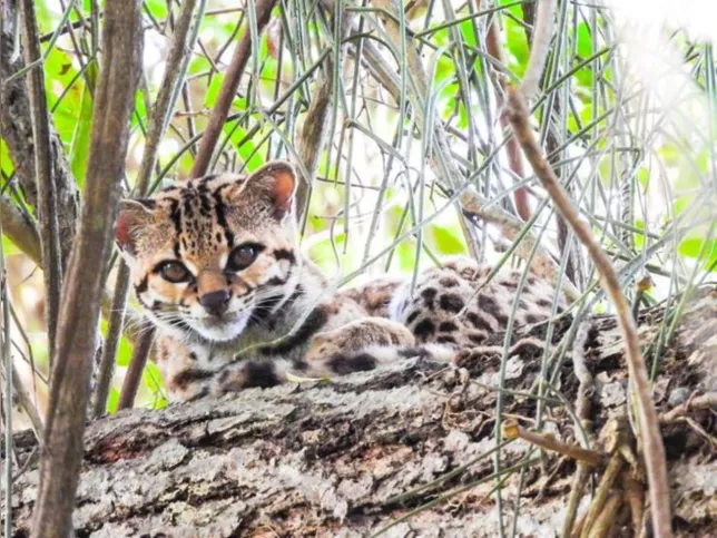 Imagem ilustrativa da imagem Espécie rara de felino ameaçada de extinção é avistada no norte do RJ