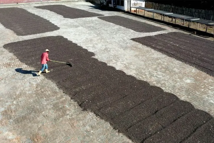 Imagem ilustrativa da imagem Mantiqueira de Minas conquista o mercado de cafés especiais