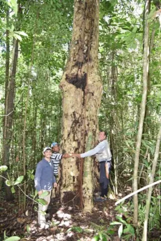 Imagem ilustrativa da imagem Pesquisadores descobrem espécie de árvore gigante na Mata Atlântica