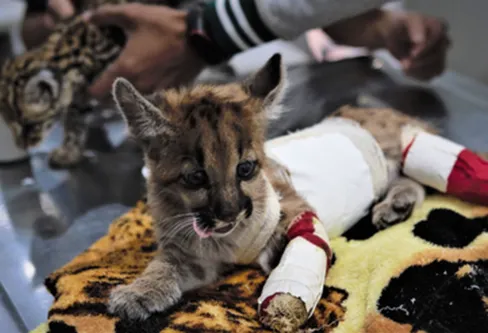 Imagem descritiva da notícia Bichos de pelúcia ajudam a acolher animais silvestres resgatados