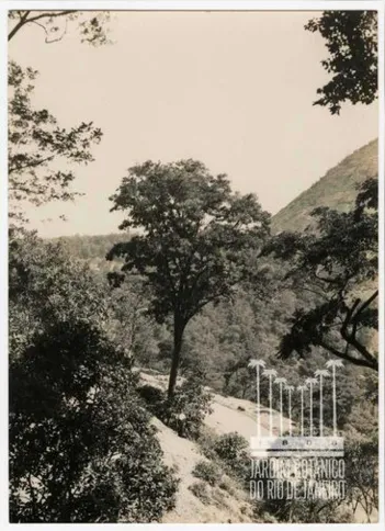 Imagem ilustrativa da imagem Jardim Botânico do Rio restaura acervo de 15 mil fotografias