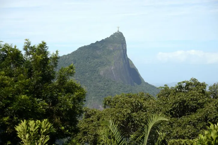 Imagem ilustrativa da imagem ONU premia iniciativa de restauração da Mata Atlântica