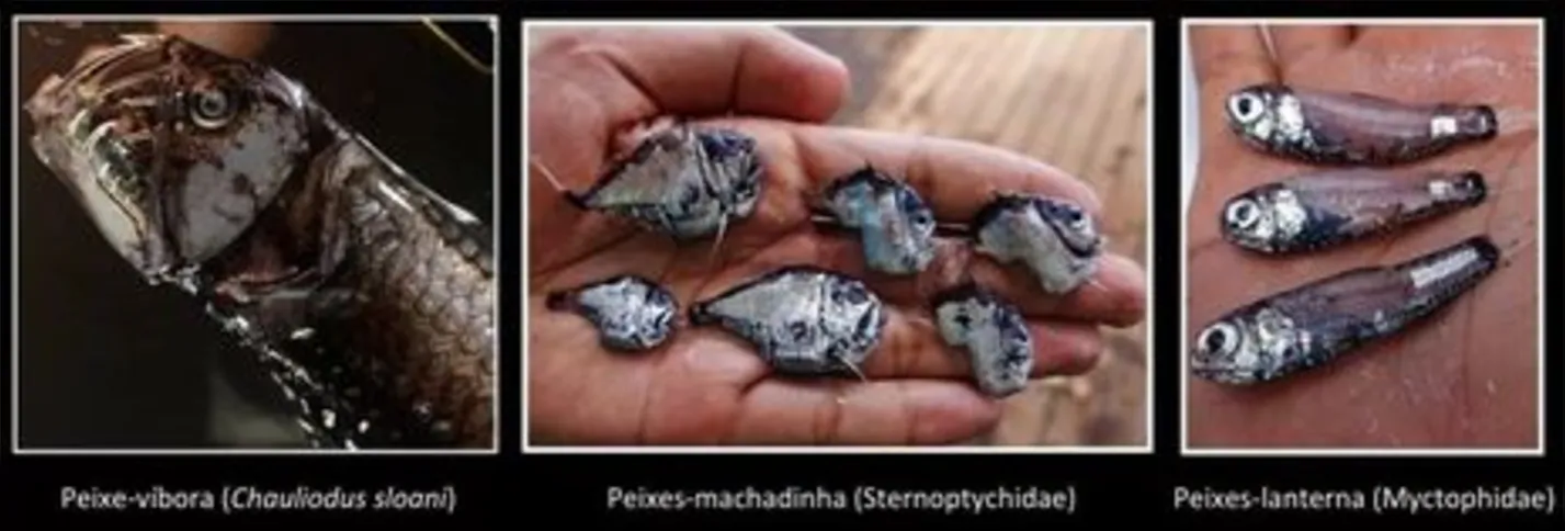 Imagem ilustrativa da imagem Pesquisa brasileira sobre peixes de profundidade recebe prêmio Capes
