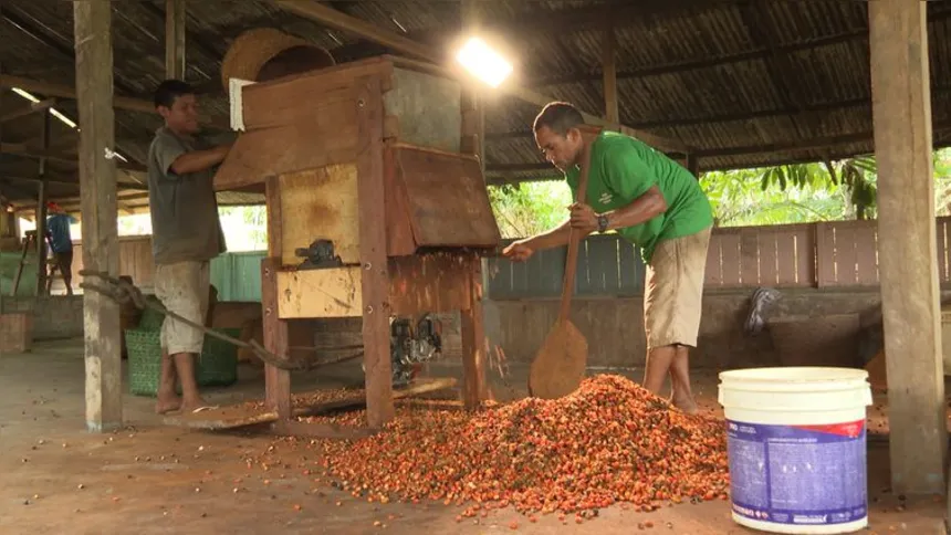 Imagem ilustrativa da imagem Produção de guaraná de Maués alia tradição e qualidade na Amazônia
