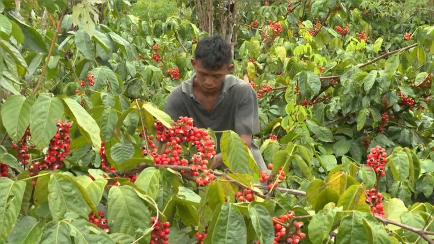Imagem ilustrativa da imagem Produção de guaraná de Maués alia tradição e qualidade na Amazônia