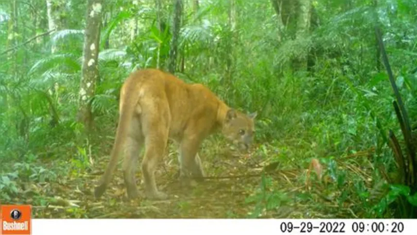 Imagem ilustrativa da imagem Reserva no Paraná tem 12 espécies de animais ameaçadas de extinção