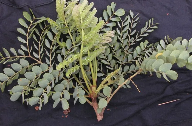 Imagem ilustrativa da imagem Estudo encontra dez novas espécies de leguminosas