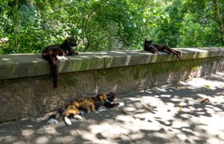 Imagem ilustrativa da imagem Cães e gatos também são considerados espécies invasoras no Brasil