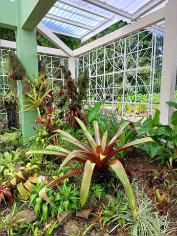 Imagem ilustrativa da imagem Jardim Botânico do Rio reabre bromeliário, após nove meses em obras
