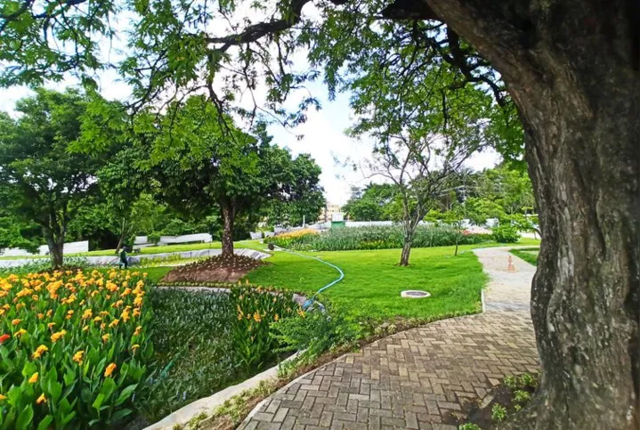 Imagem ilustrativa da imagem Jardins filtrantes despoluem águas de riacho que desagua no Capibaribe