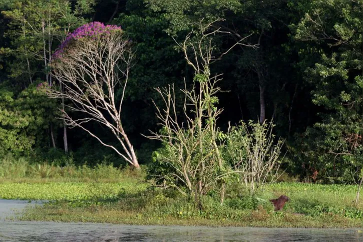Imagem ilustrativa da imagem Projetos privados mantêm reservas ecológicas na Mata Atlântica