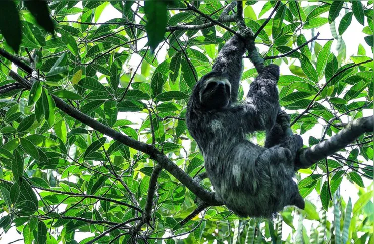 Imagem ilustrativa da imagem Projetos privados mantêm reservas ecológicas na Mata Atlântica