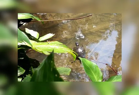 Imagem descritiva da notícia Brasil tem mais de 270 animais exóticos que ameaçam biodiversidade