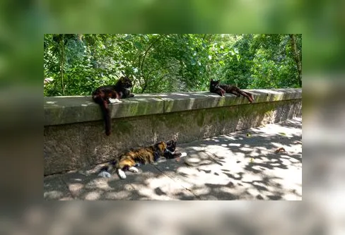 Imagem descritiva da notícia Cães e gatos também são considerados espécies invasoras no Brasil