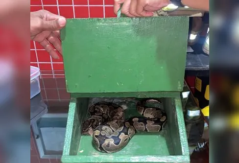 Imagem descritiva da notícia Faltam biólogos em instituições de resgate animal, diz especialista