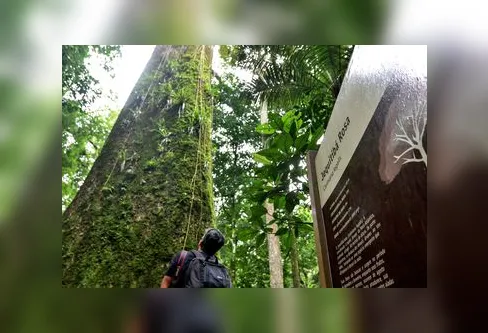 Imagem descritiva da notícia Jequitibá-rosa milenar é destaque em parque do Rio de Janeiro