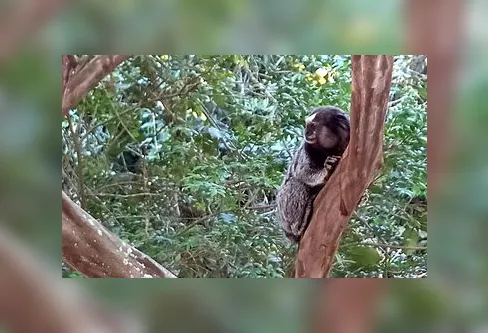 Imagem descritiva da notícia Mais de 100 animais brasileiros são considerados invasores no país
