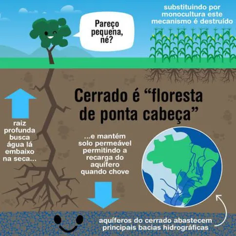 Imagem ilustrativa da imagem Sem Cerrado, faltará água no Brasil, alertam especialistas