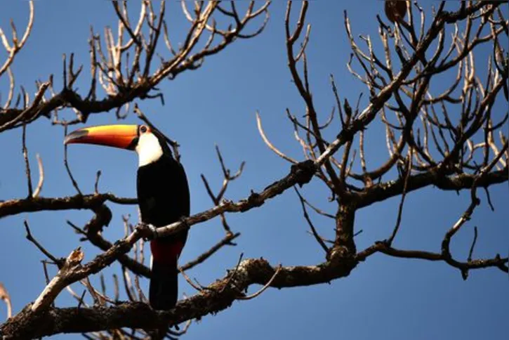 Imagem ilustrativa da imagem Sem Cerrado, faltará água no Brasil, alertam especialistas