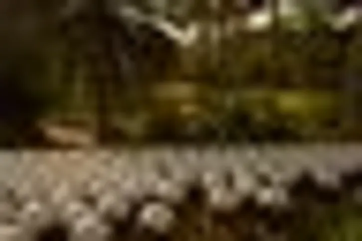Imagem ilustrativa da imagem Mostra em Inhotim revela caminhos de Abdias Nascimento no exílio