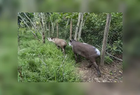 Imagem descritiva da notícia Projeto Guapiaçu solta na Mata Atlântica novo casal de antas